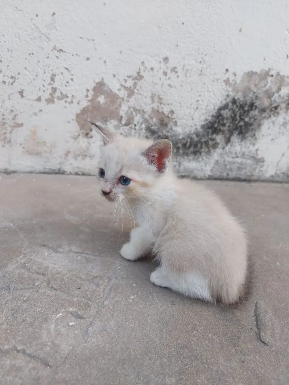 Gatos siameses para adoção responsável  - Foto 2