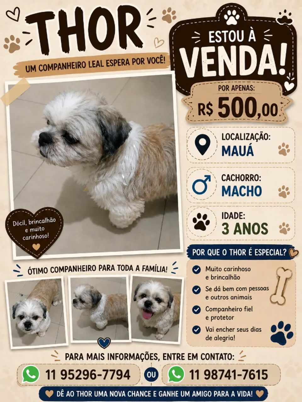 Cachorro Shitzu - Foto 3
