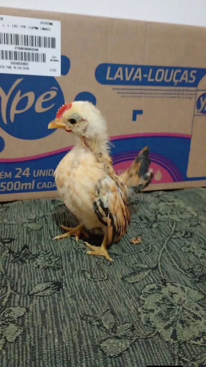 Serama pintinho macho