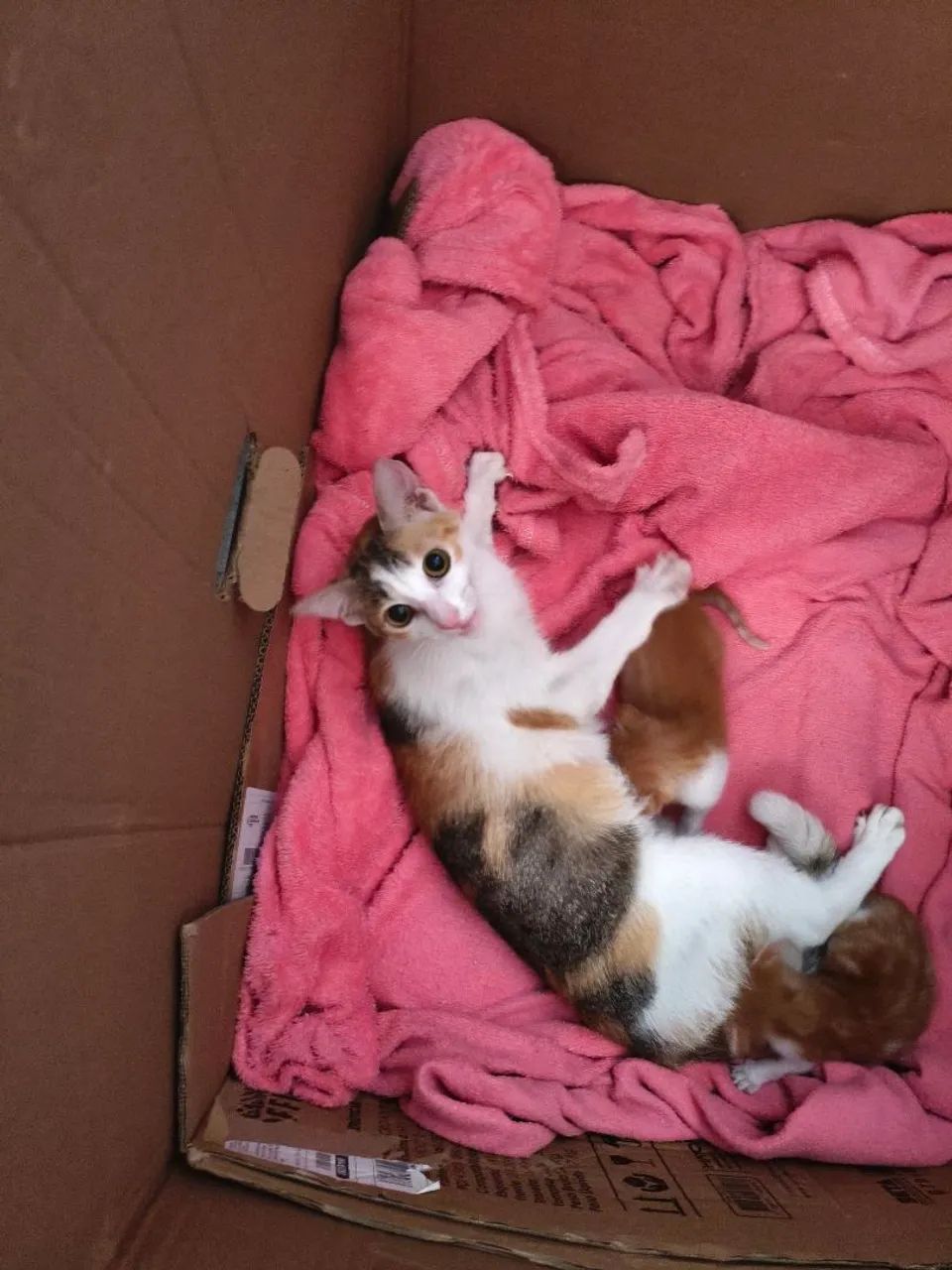 ADOÇÃO RESPONSÁVEL GATA - Foto 2