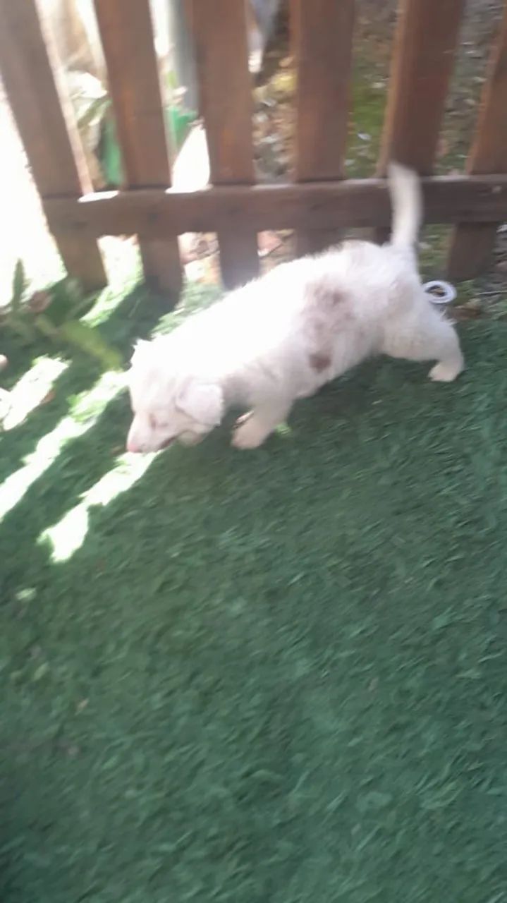 Raça border collie