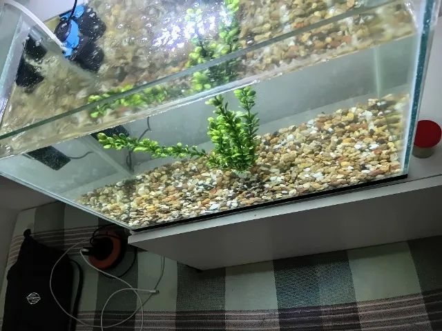 Aquário Completo 50L - Foto 3