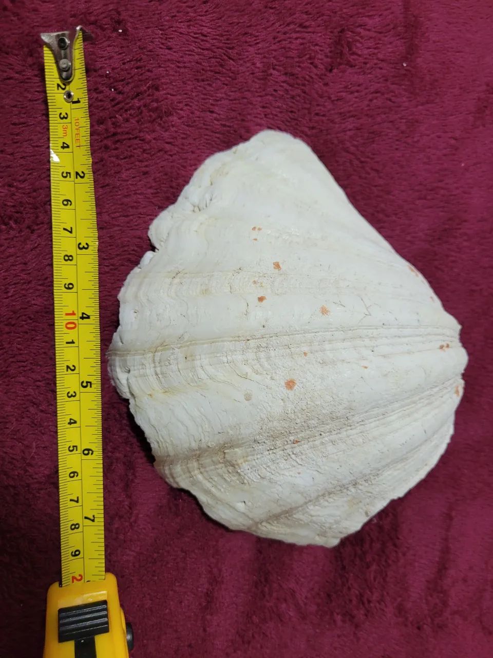 Conchas Hippopus hippopus gigante  - Foto 3
