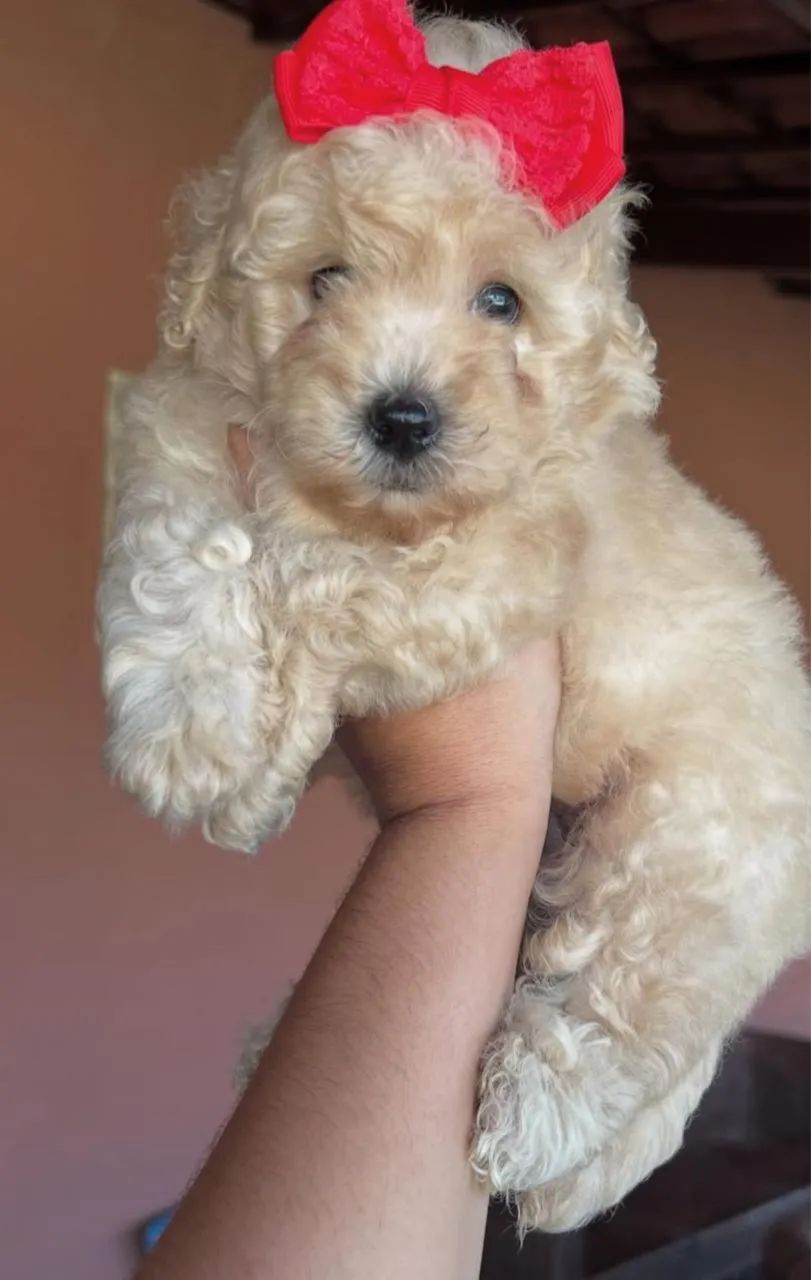 Poodle  - Foto 3