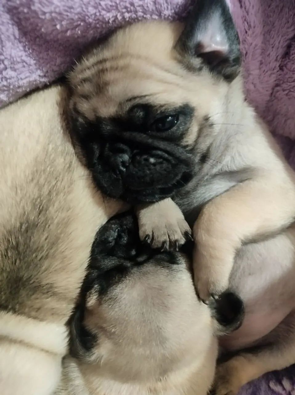 Pug 35 dias  - Foto 2
