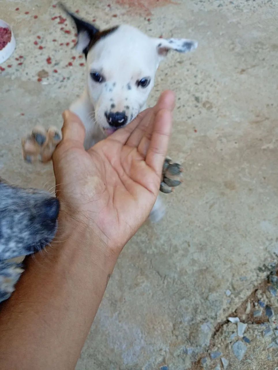Filhotes de Pitbull  - Foto 4