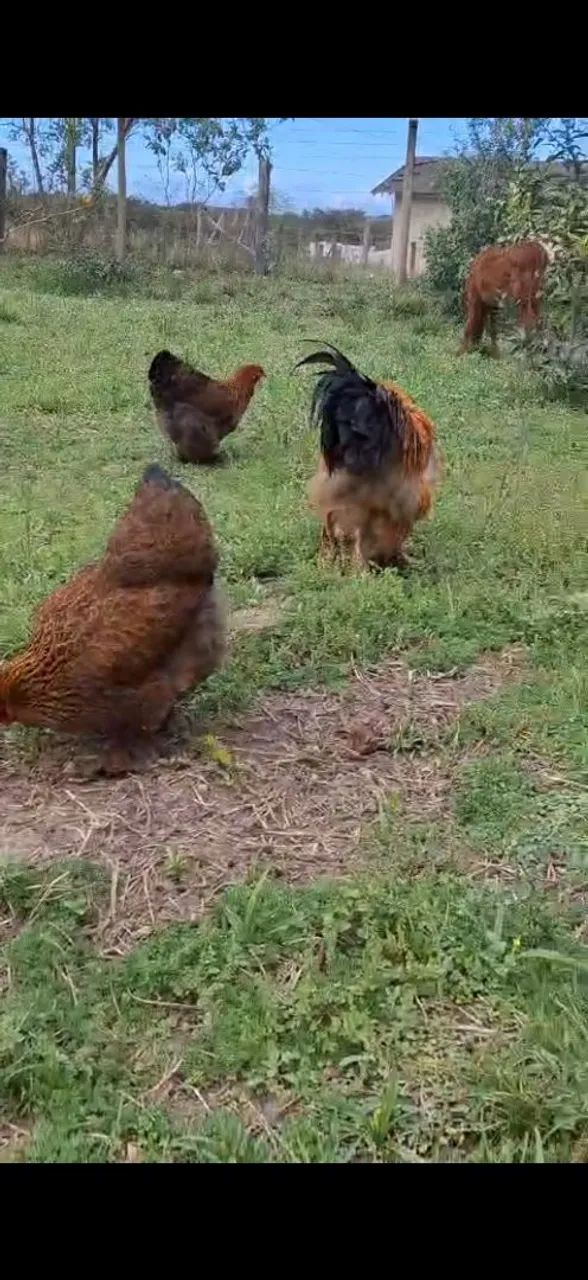 Ovos férteis de Brahma  - Foto 2