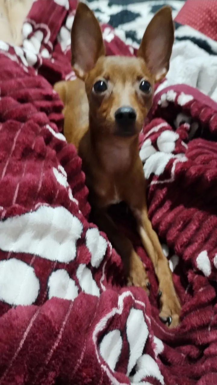 Machinho de Pinscher  - Foto 3