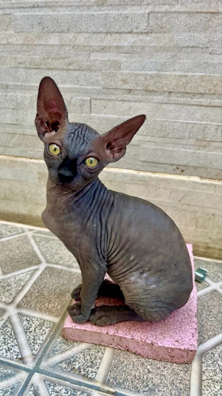Fêmea Sphynx não Castrada 3M - Foto 3