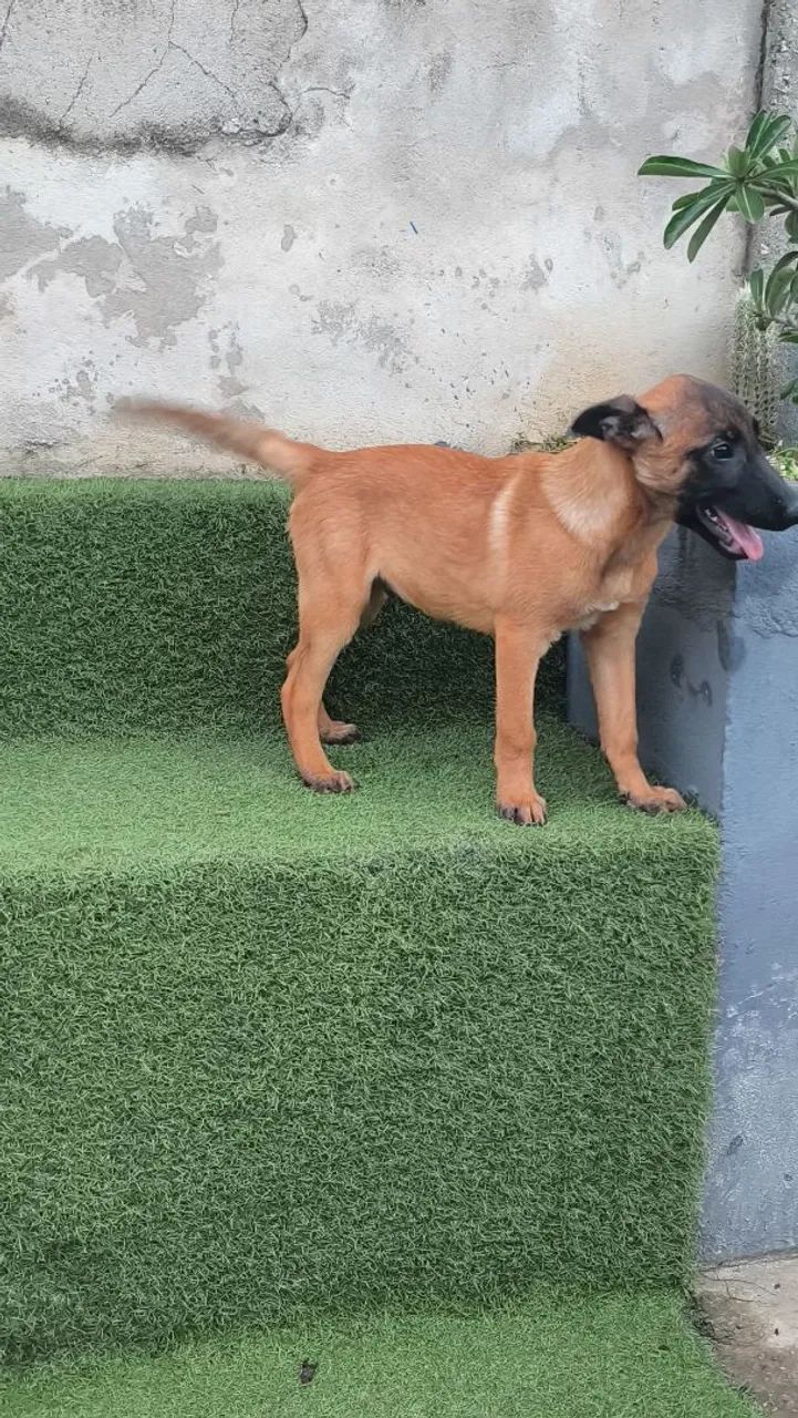 Malinois Macho - 10x de R$300 Sem Juros - Foto 2
