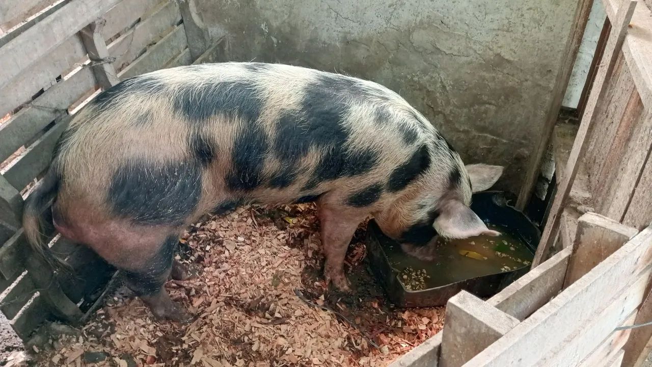 Venda porcos  - Foto 4