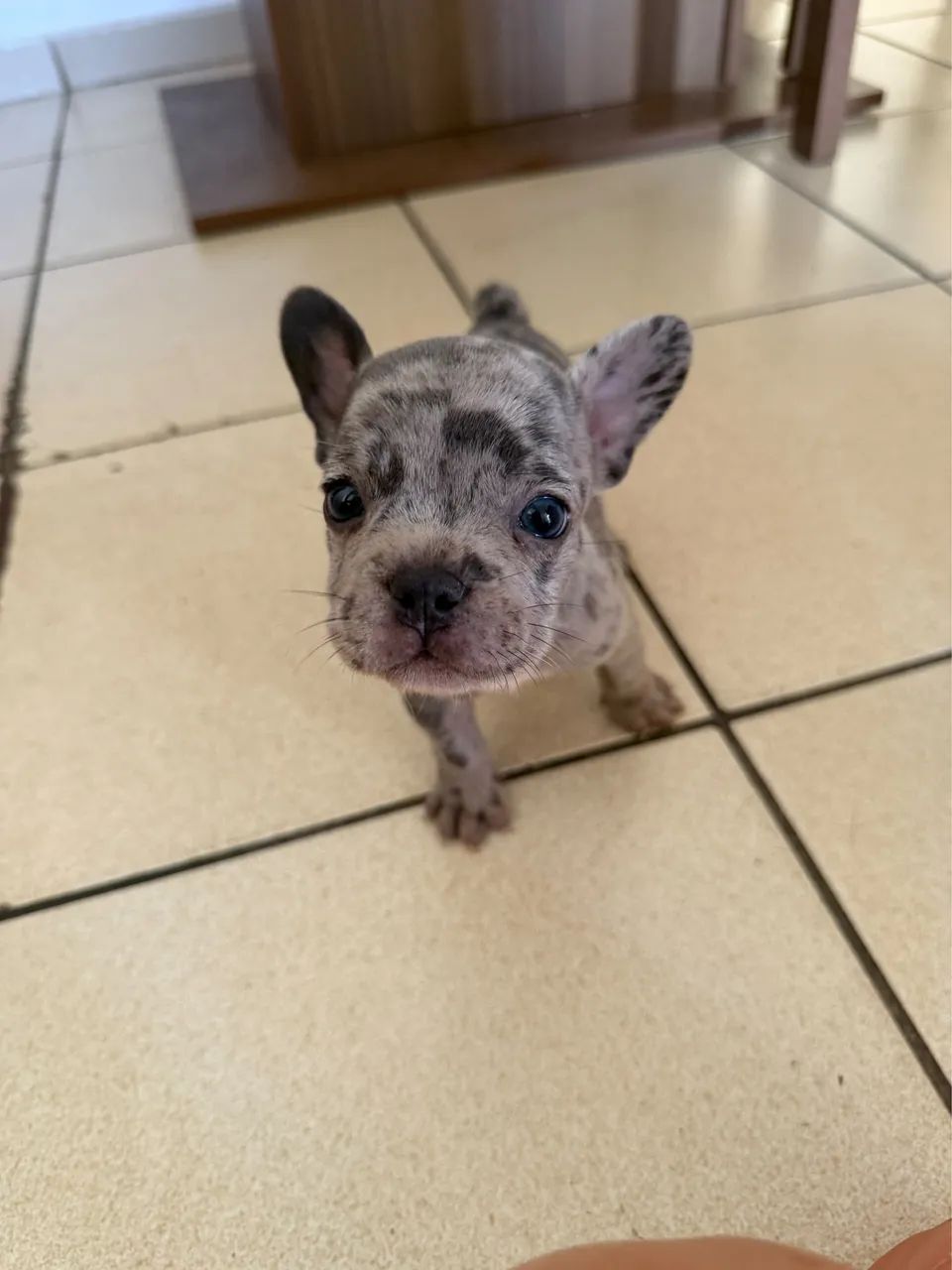 Filhotes de Buldogue francês  - Foto 3