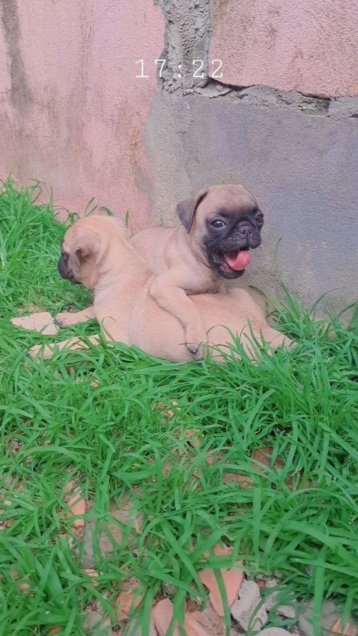 Pug filhote