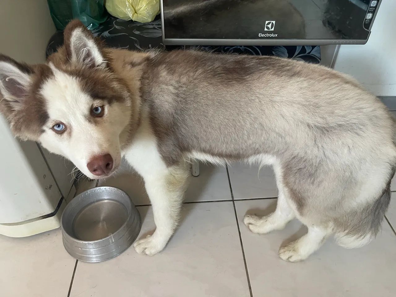 Husky siberiano Wooly  - Foto 5