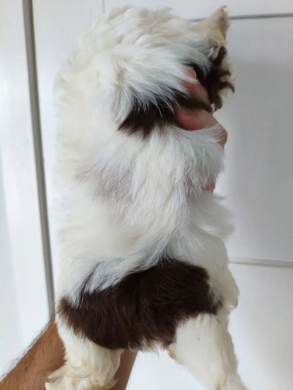 Lindos filhotes de Shih Tzu macho  - Foto 2