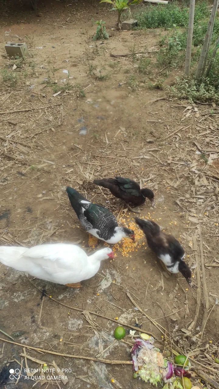 Pato - Foto 4