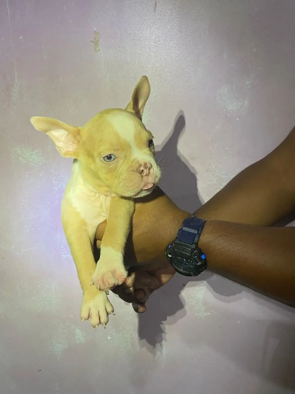 Venda de filhotes American bully Pocket - Foto 4