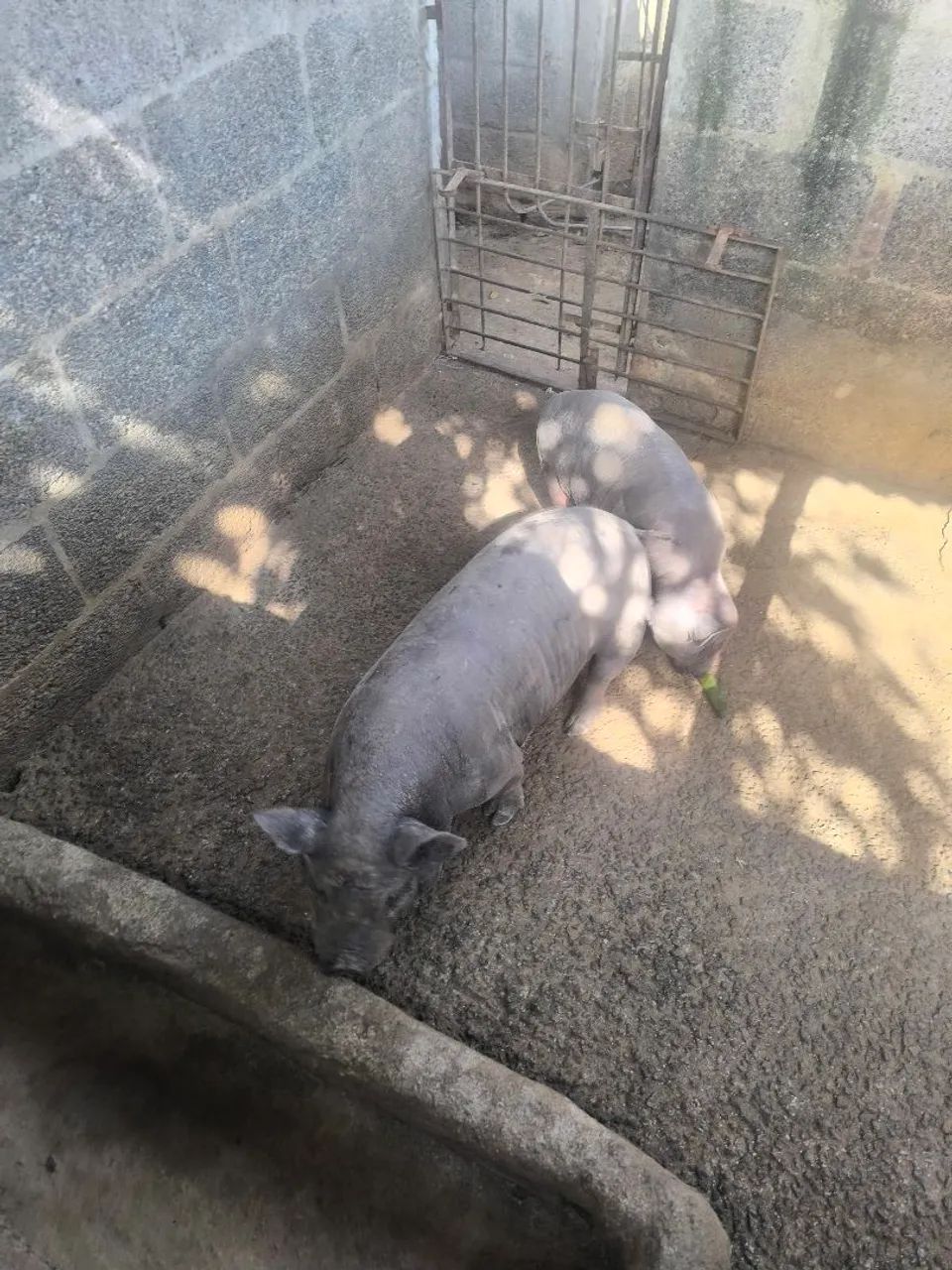 Animal  - Foto 5
