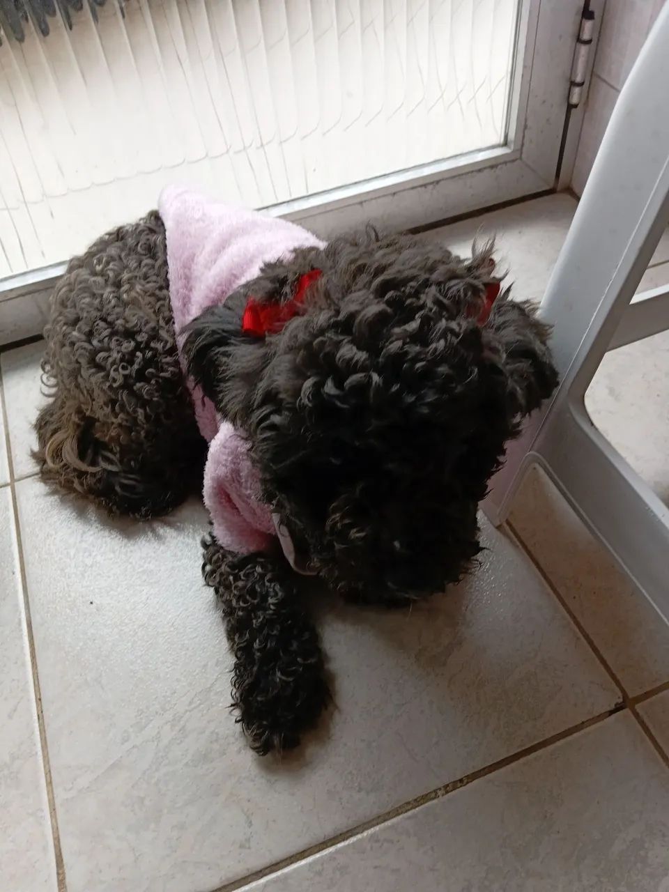 Femea poodle