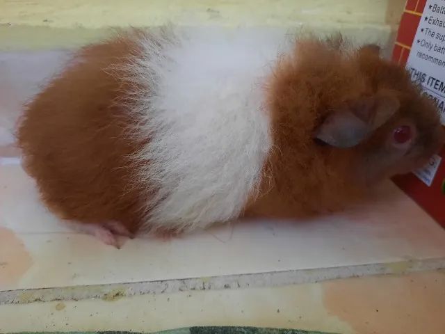 Porquinhos da índia raça Teddy na promoção