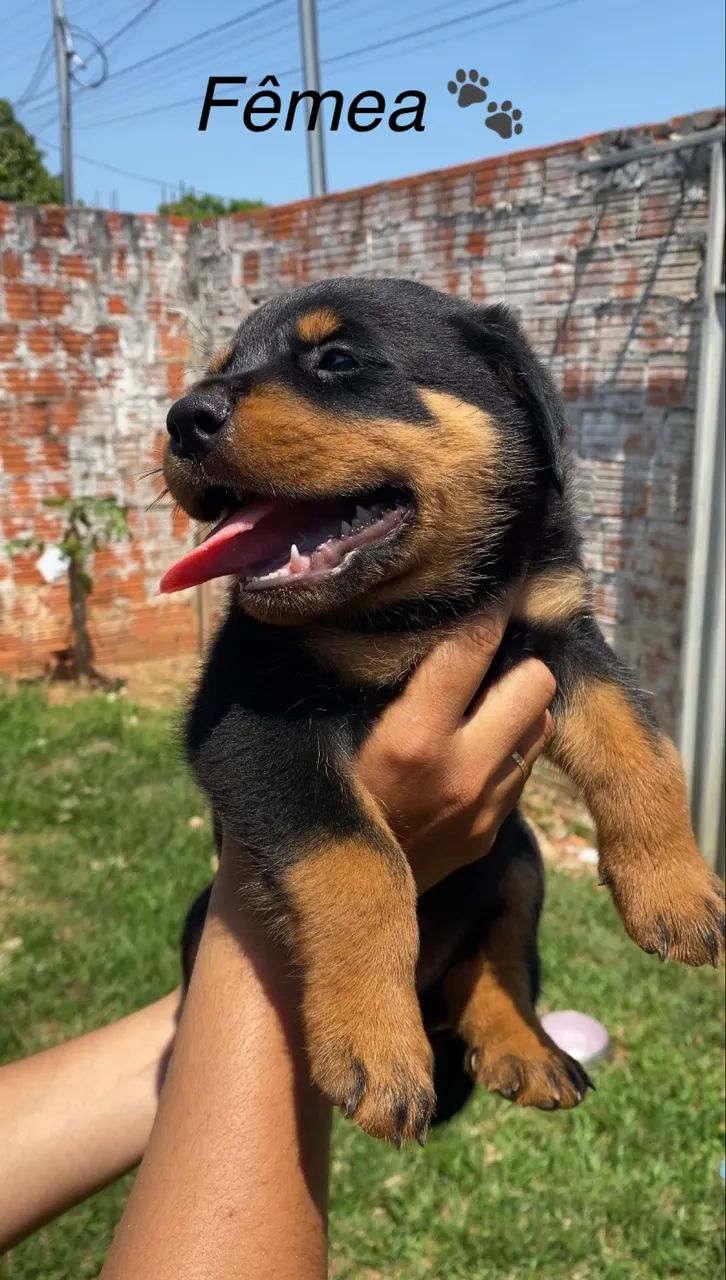 Filhotes de Rottweiler  - Foto 3