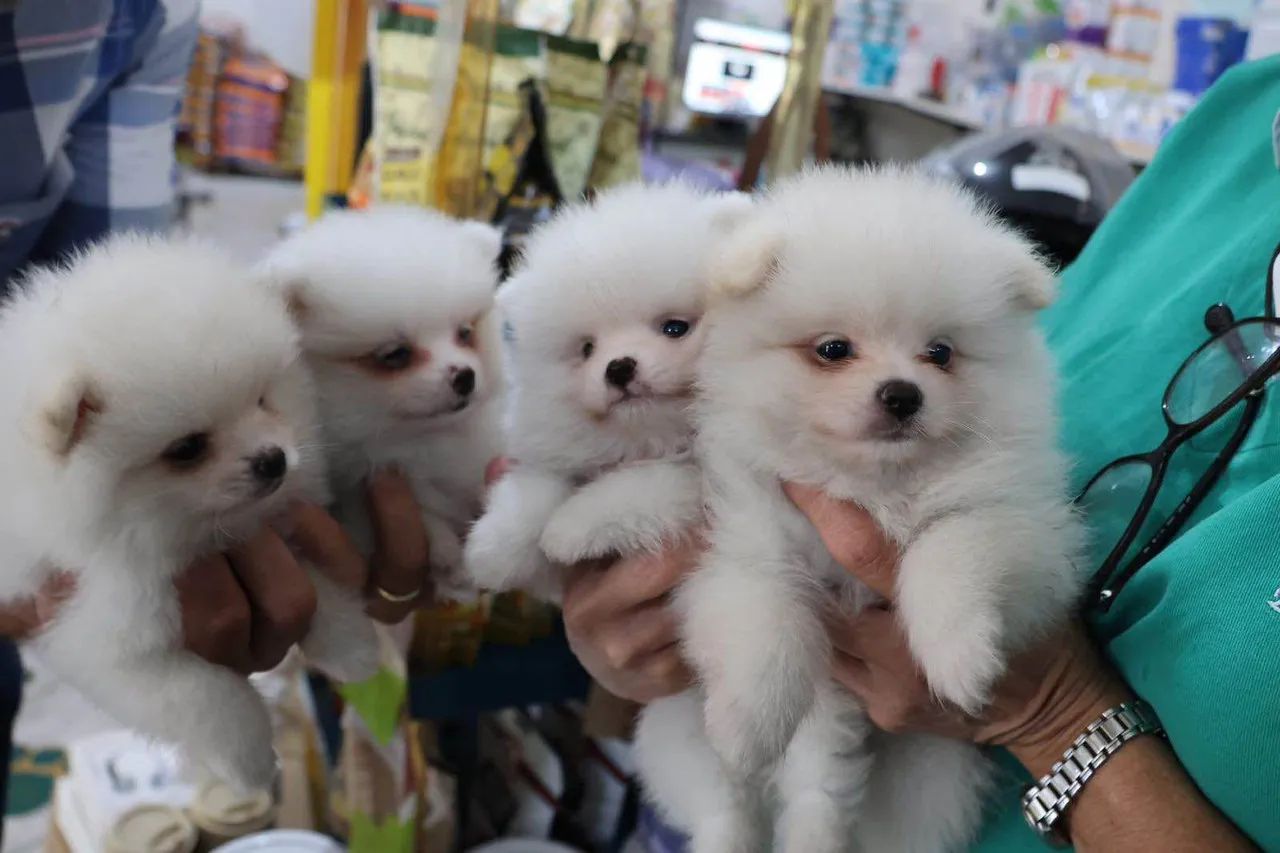 Filhote spitz alemão, Aumigos prontos para conquistar seu coração!