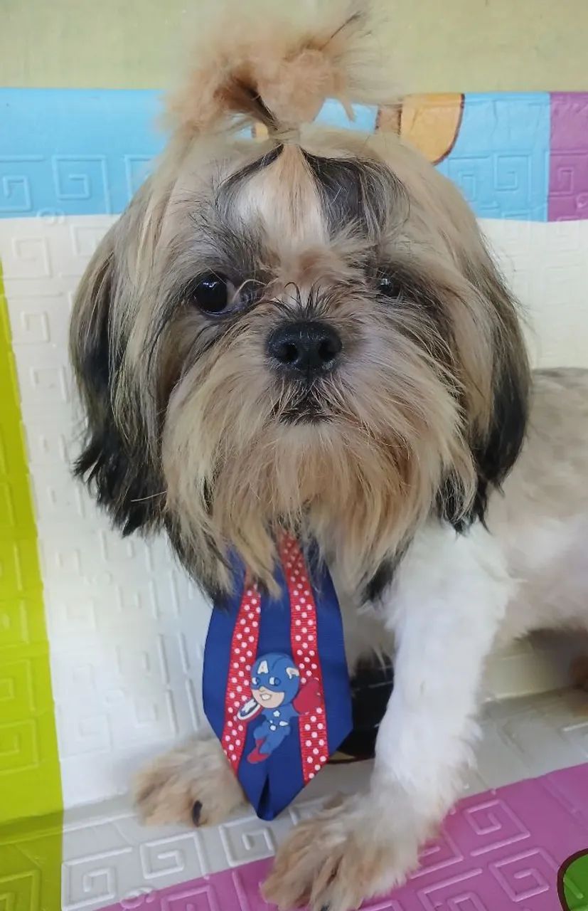 Shih Tzu 
