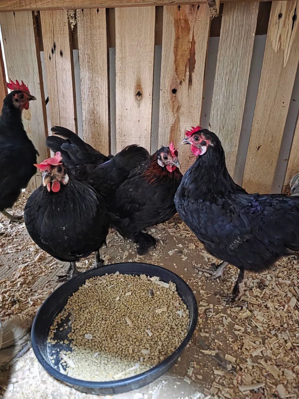 Galinhas Mini Cochin Lavanda - Foto 5