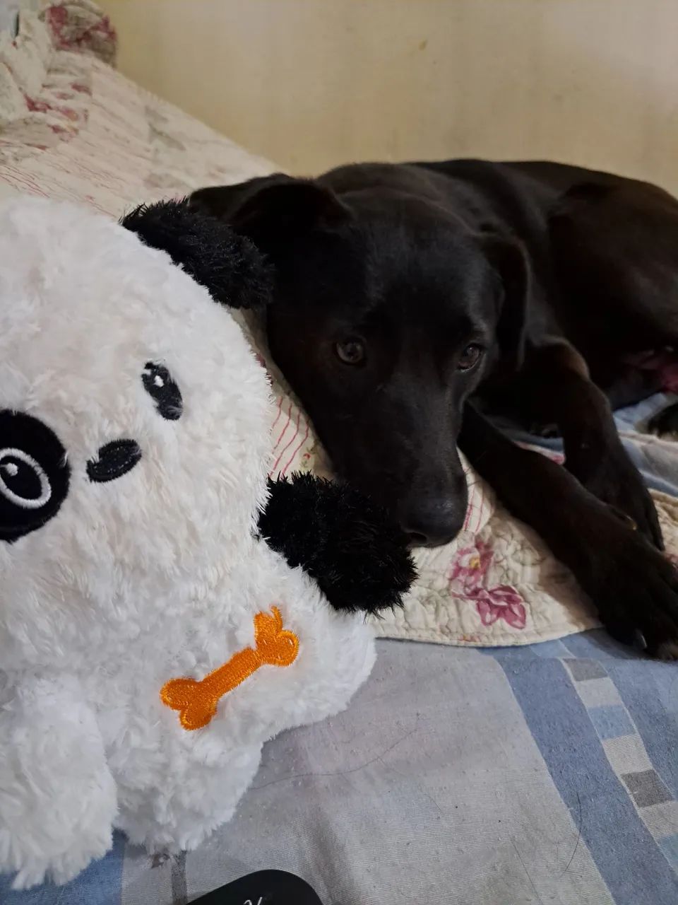 adoção responsável  - Foto 2