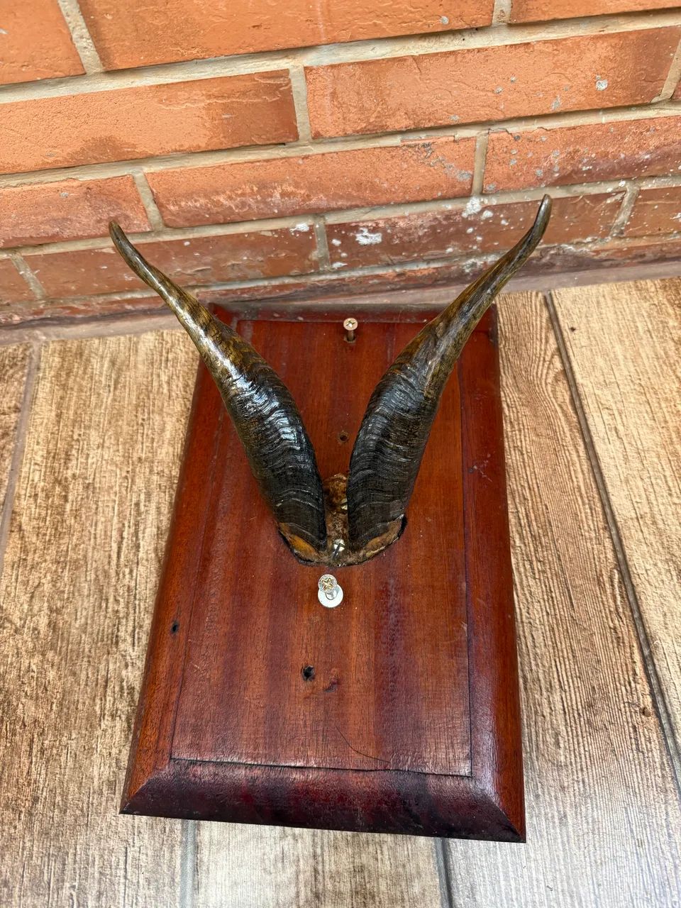 Quadro chifre de bode decoração  - Foto 5