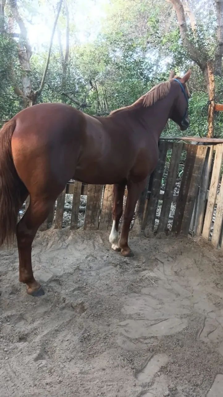 Vendo ou troco  - Foto 2