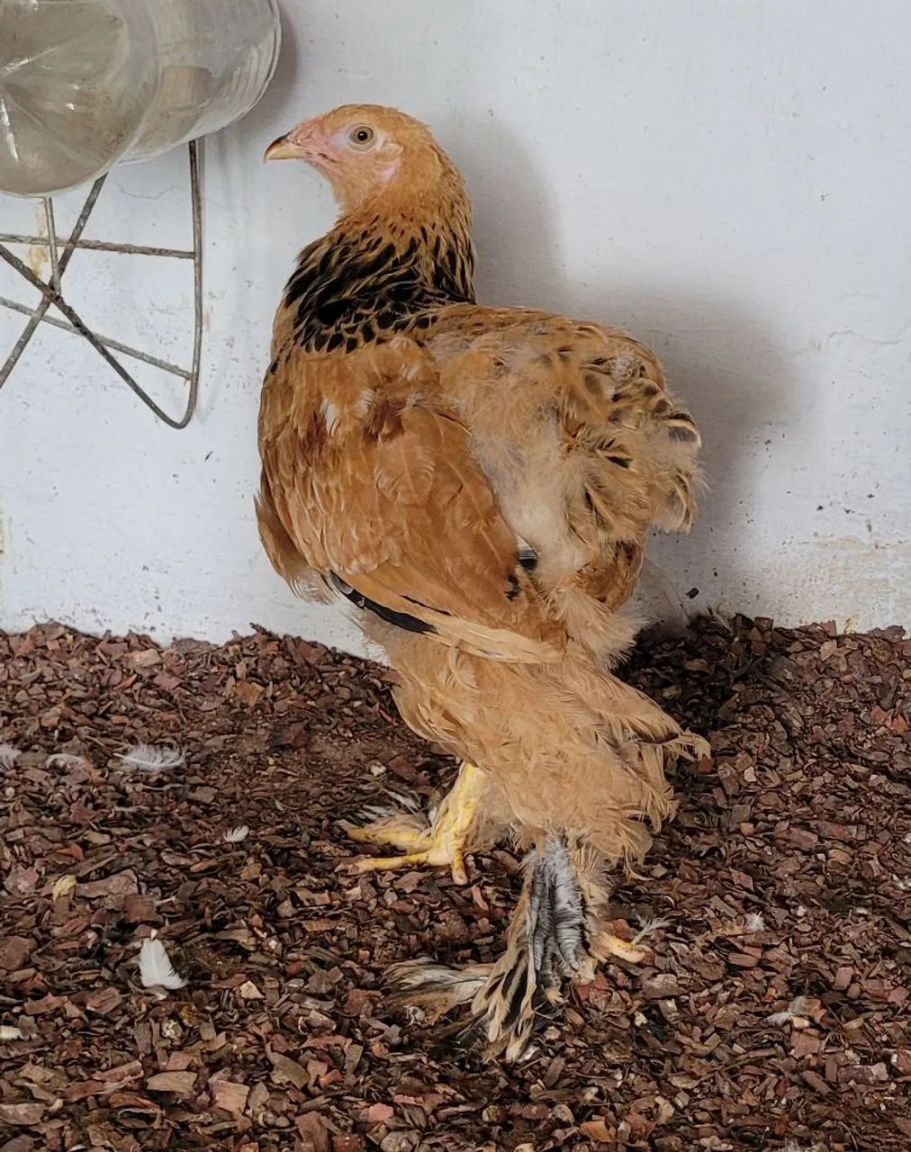 Franguinho Brahma Buff  - Foto 3
