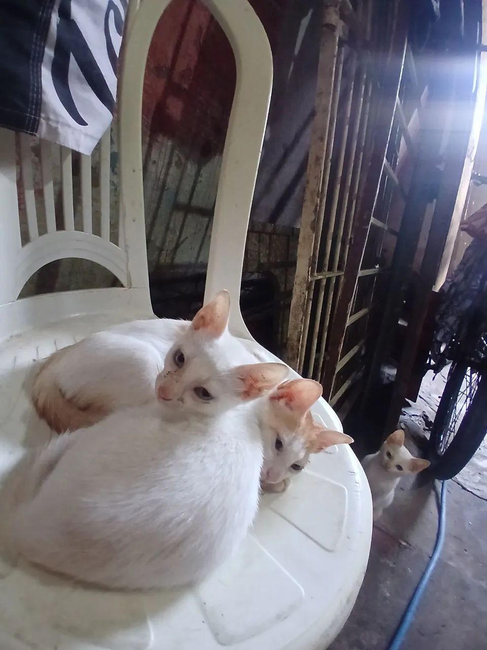 Gato  - Foto 2