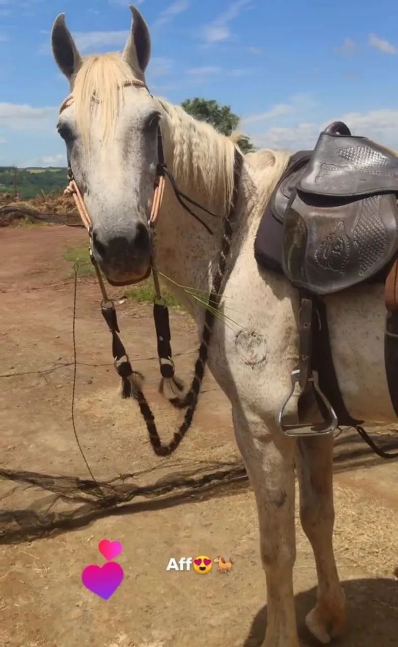 Cavalo  - Foto 5
