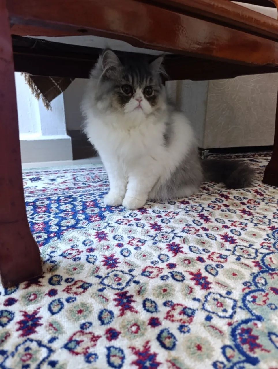 Pet