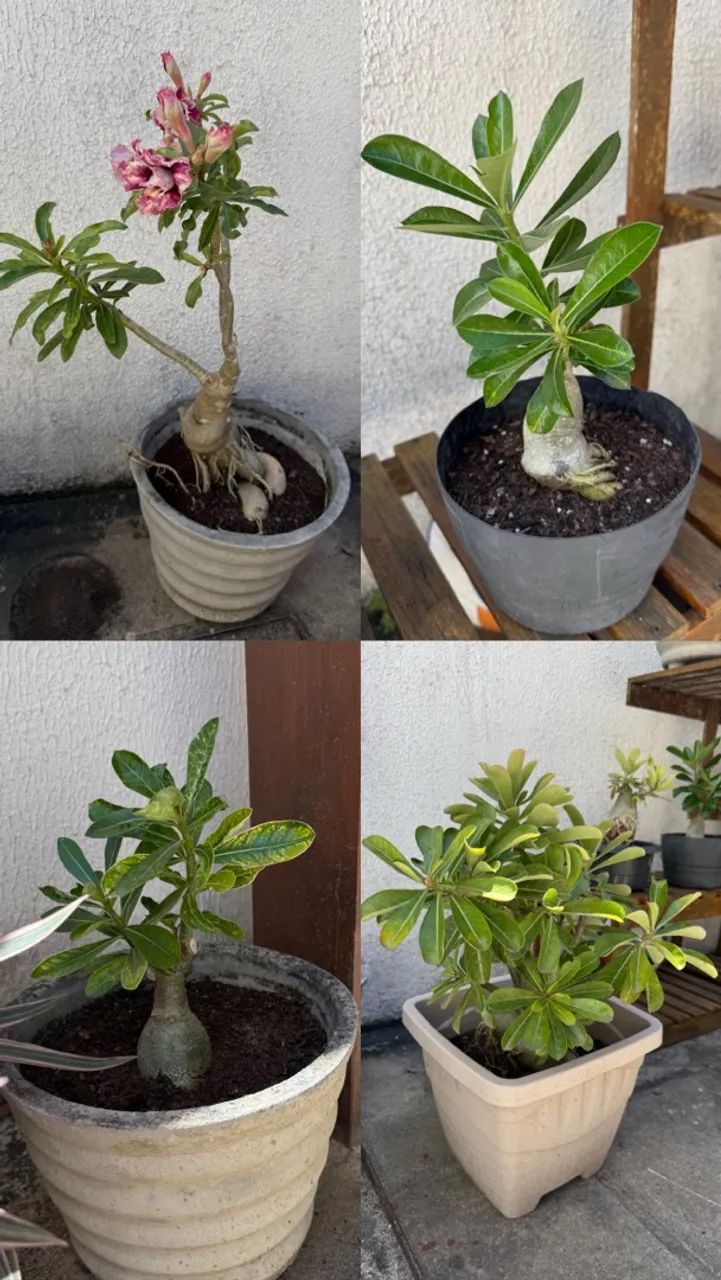 Plantas - Foto 4