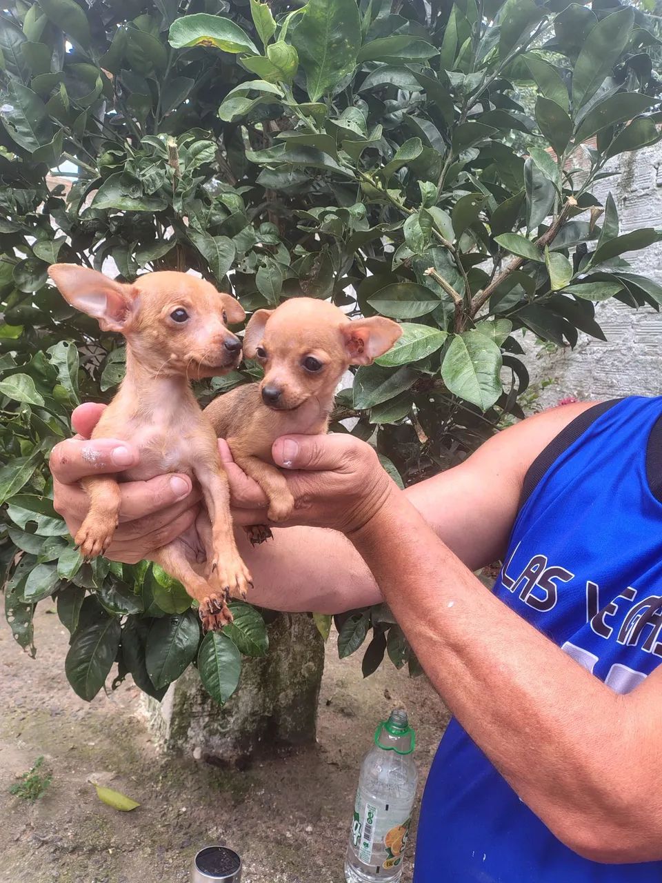 FÊMEAS DE PINSCHER ZERO, COM 3 MÊS. - Foto 2