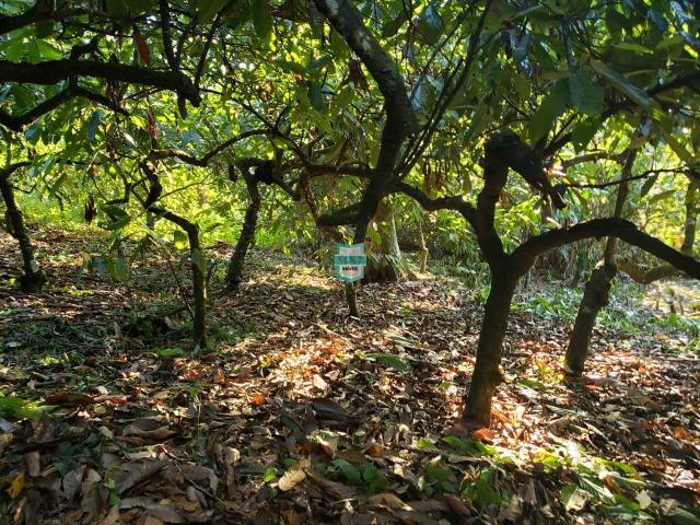 Ubaitaba. Fazenda com 140 Hectares. Mista de cacau e gado - Foto 18