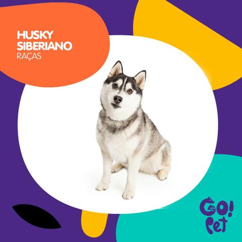 Filhote de husky siberiano, macho e fêmea.