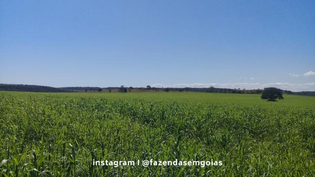 Oportunidade! Fazenda com 3.475 hectares - Foto 12