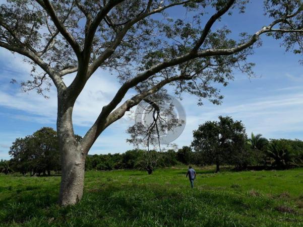 Chacara 40 hectares em mimoso - Foto 7