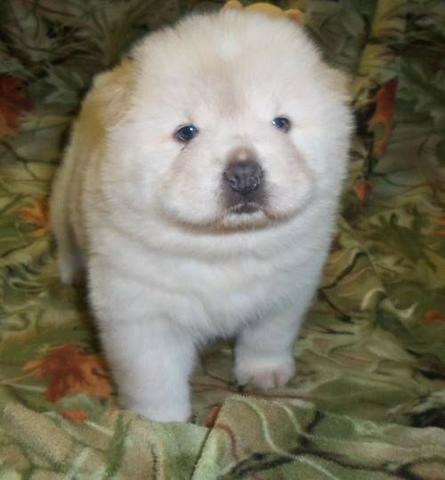 Filhotes de ChowChow lindos bebes, com garantias e procedência!