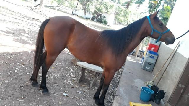Vendo e aceito troca potra QM - Foto 3