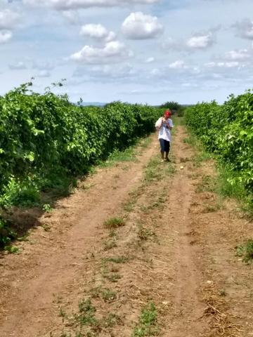 Fazenda a Venda - Foto 8
