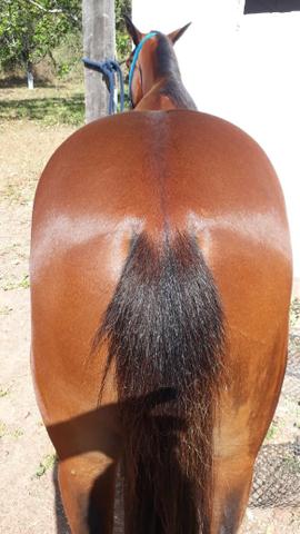 Vendo e aceito troca potra QM - Foto 2
