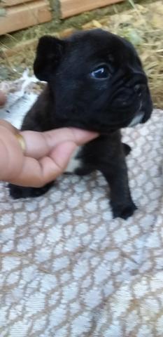 Buldog Francês - Foto 4