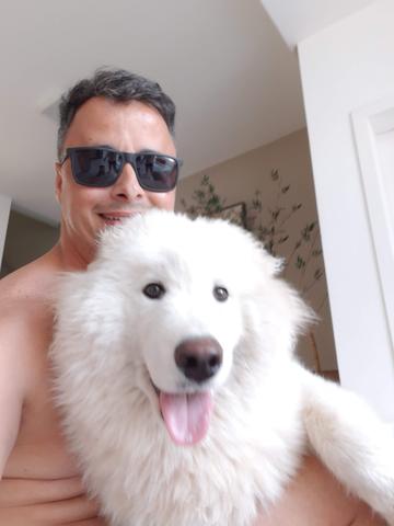 Samoieda macho pedigree
