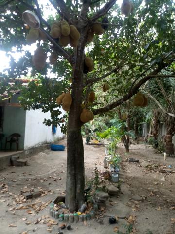 Venda de sitio - Foto 6