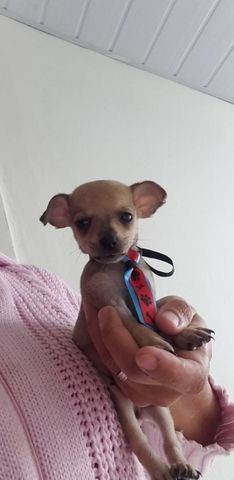 Machinho Pinscher n1