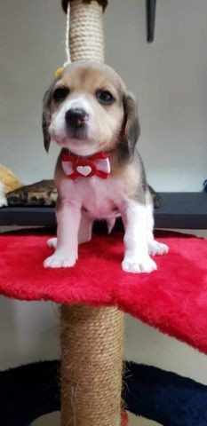 Filhote de Beagle MAcho